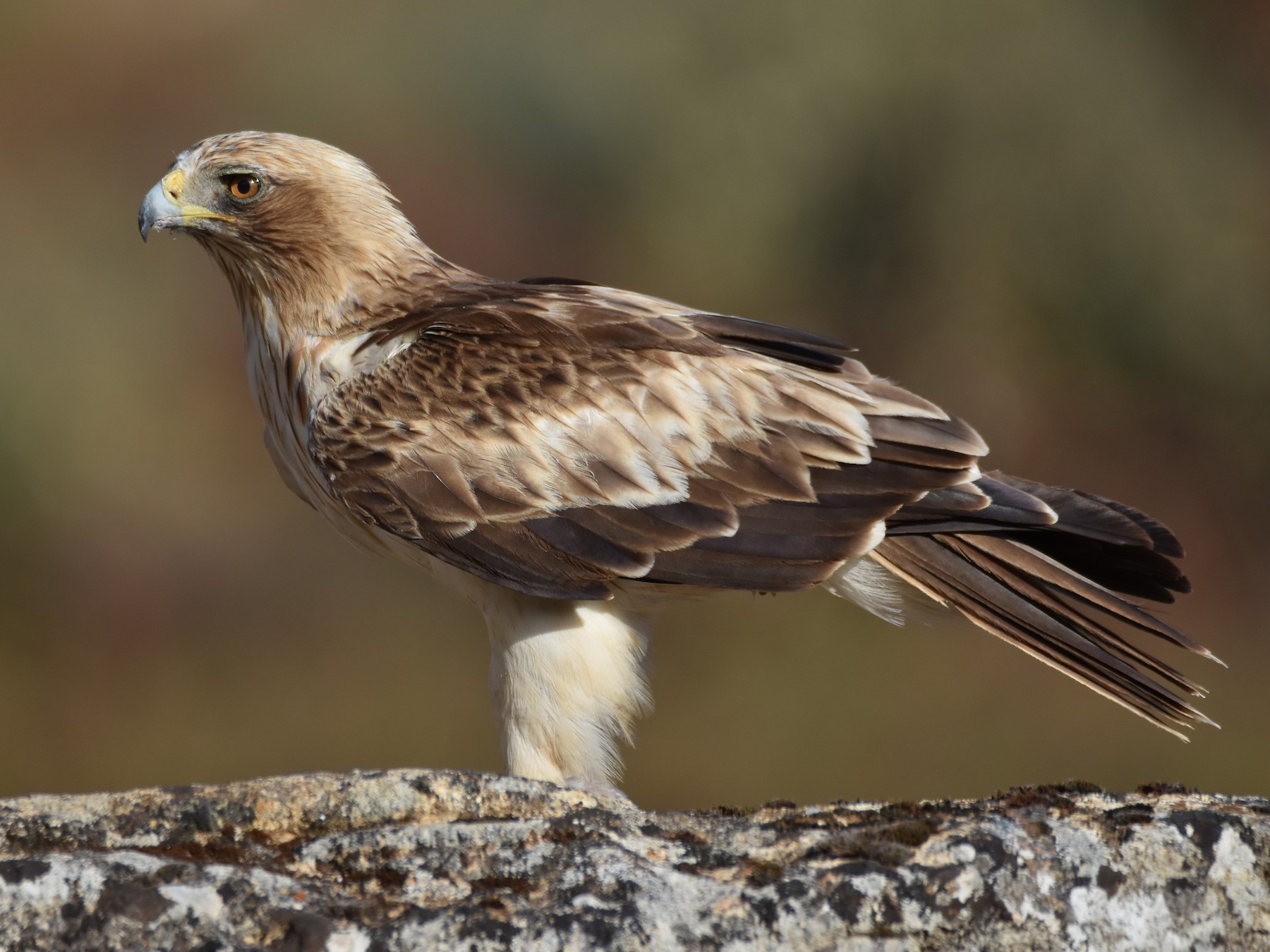 Booted Eagle Juvenile