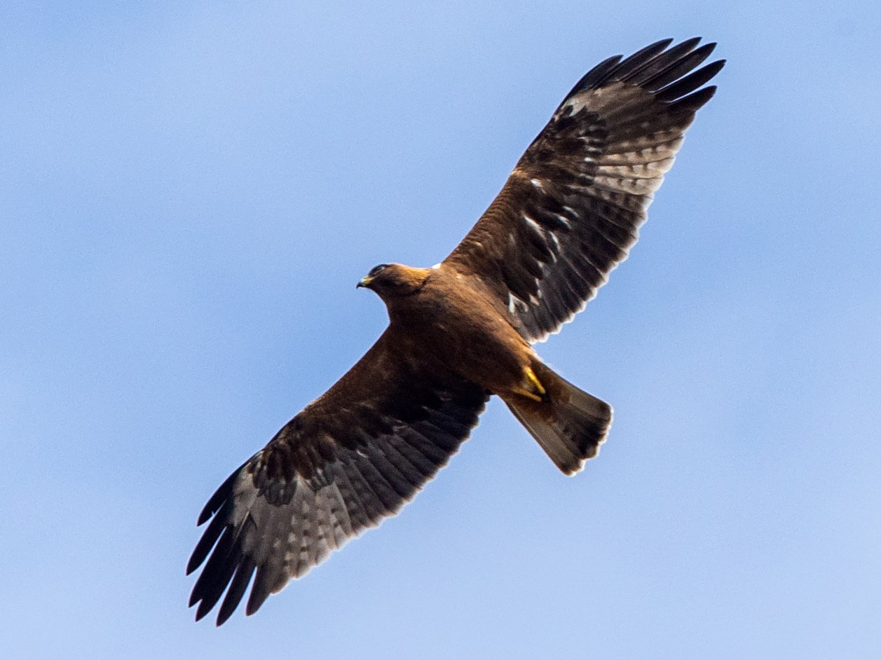 Booted Eagle - Andy Butler