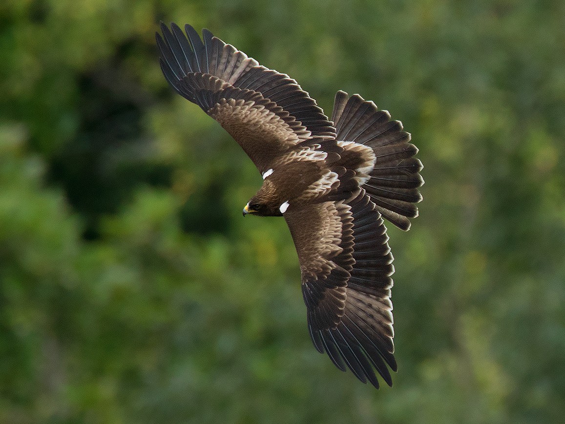 Booted Eagle - eBird