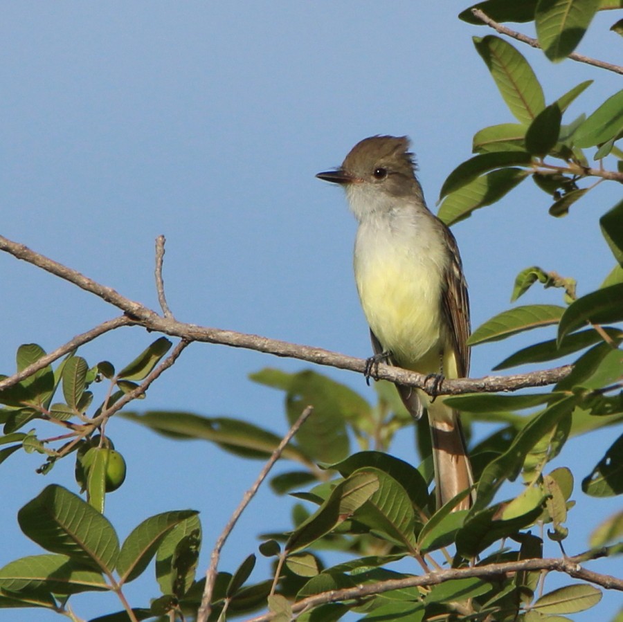 Ash-throated Flycatcher - Paul Lewis