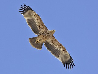 Imperial Eagle Aquila Heliaca Birds Of The World