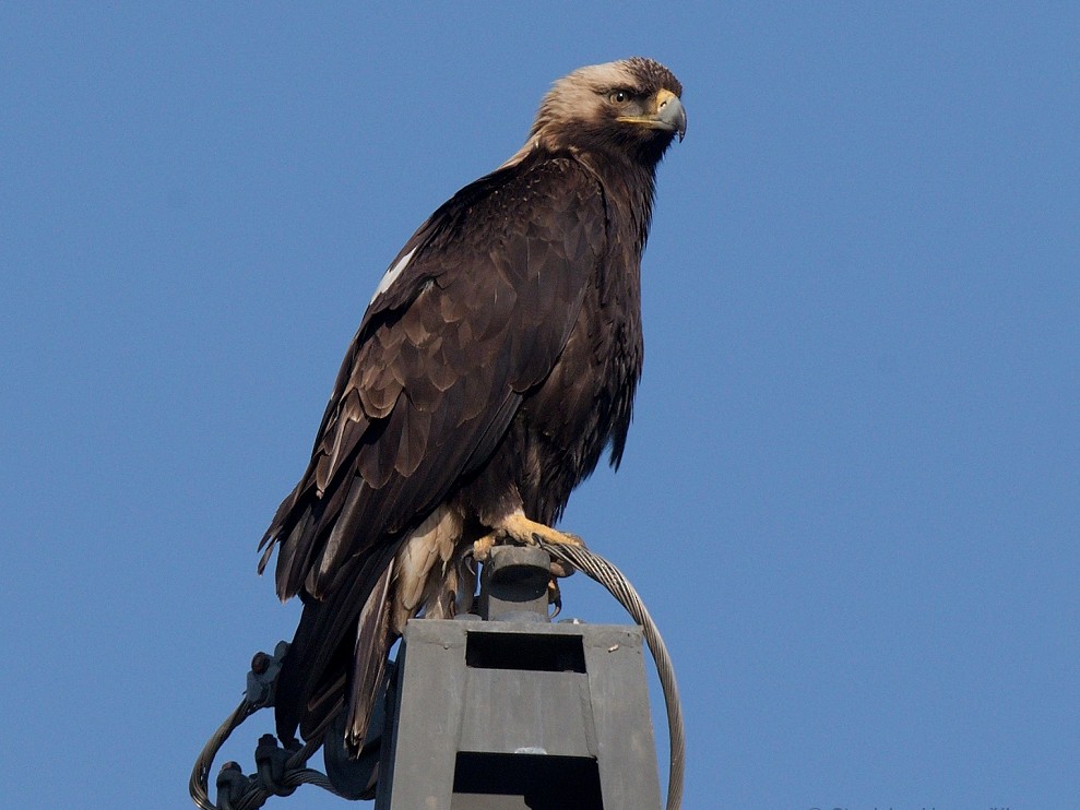 Golden Eagle - eBird