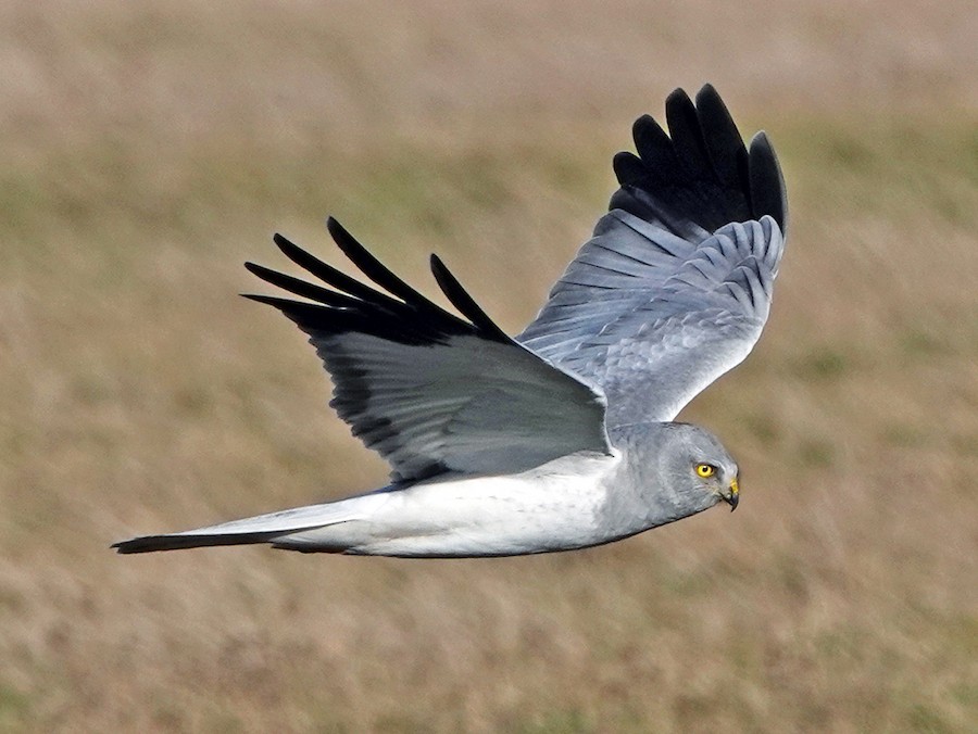 Hen Harrier EBird