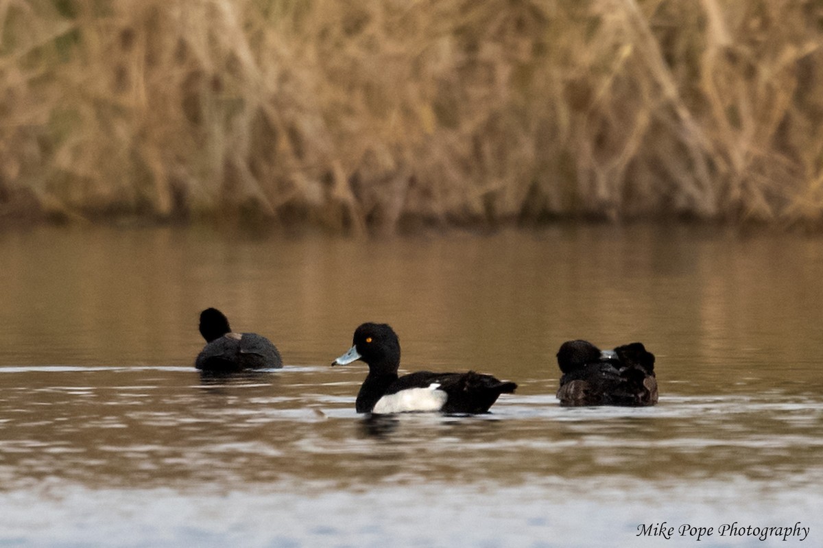 Tufted Duck - Mike Pope