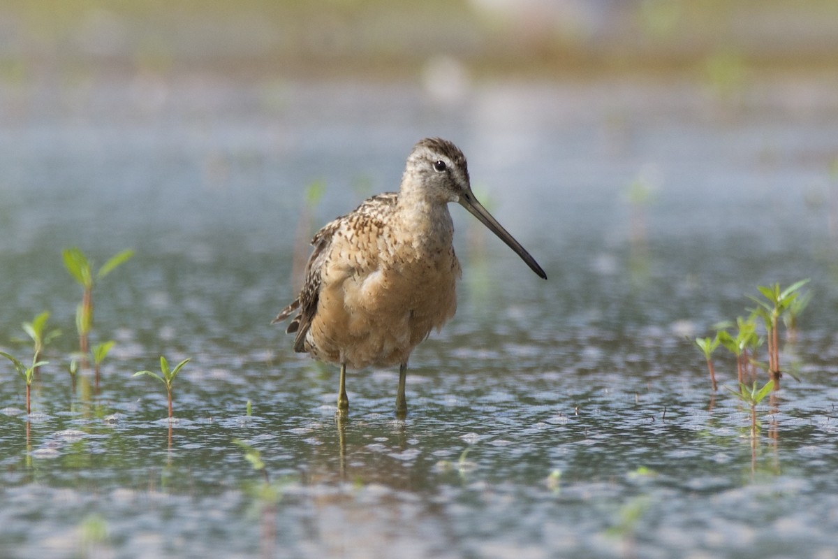 Long-billed Dowitcher - ML254929131