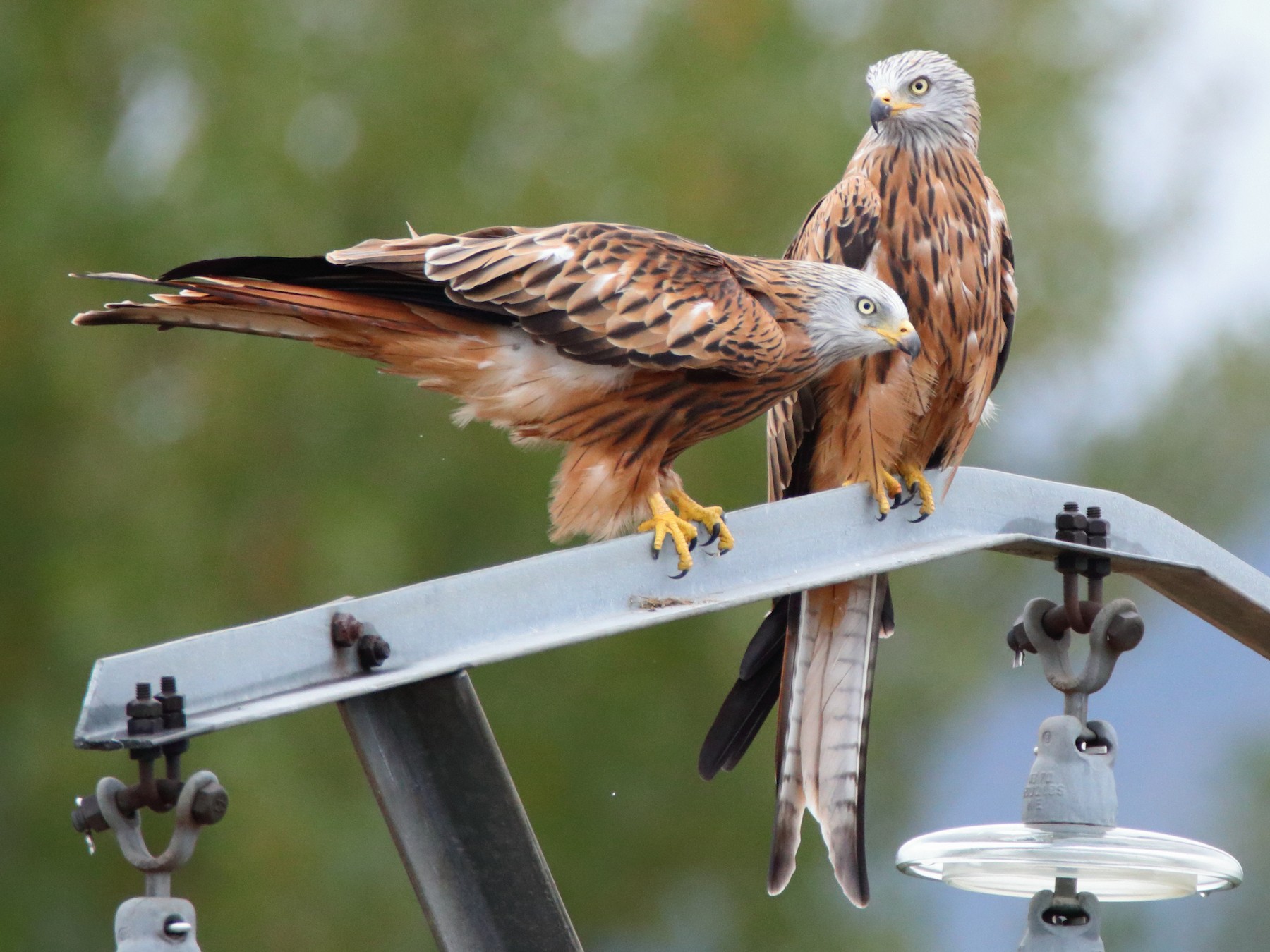 Red Kite - Aitor Ormaetxea