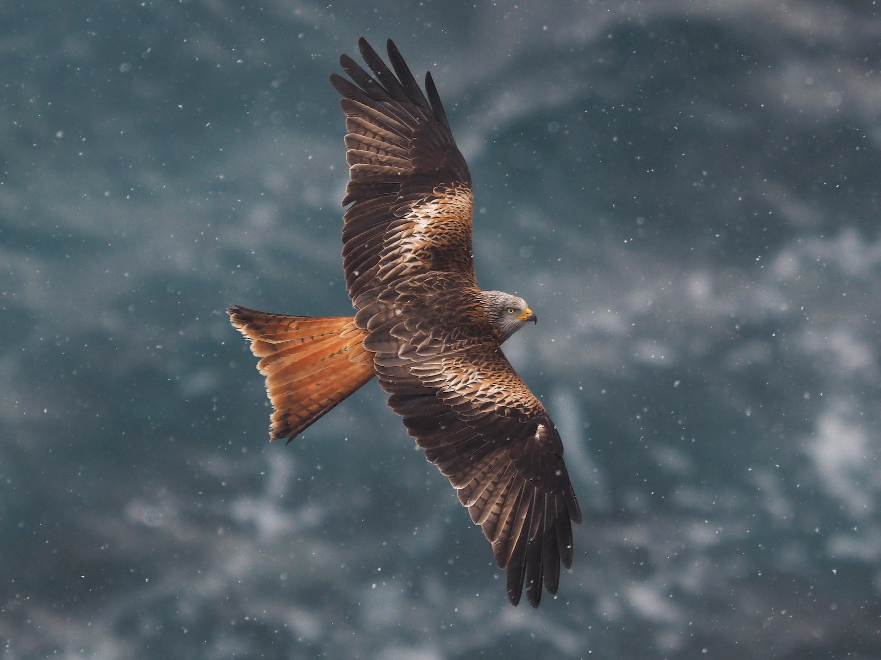 Red Kite Ebird