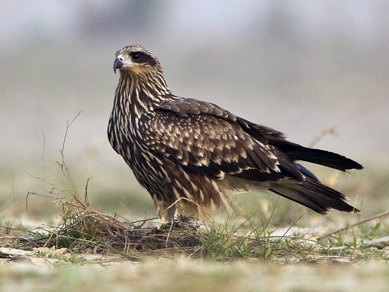 Black Kite eBird