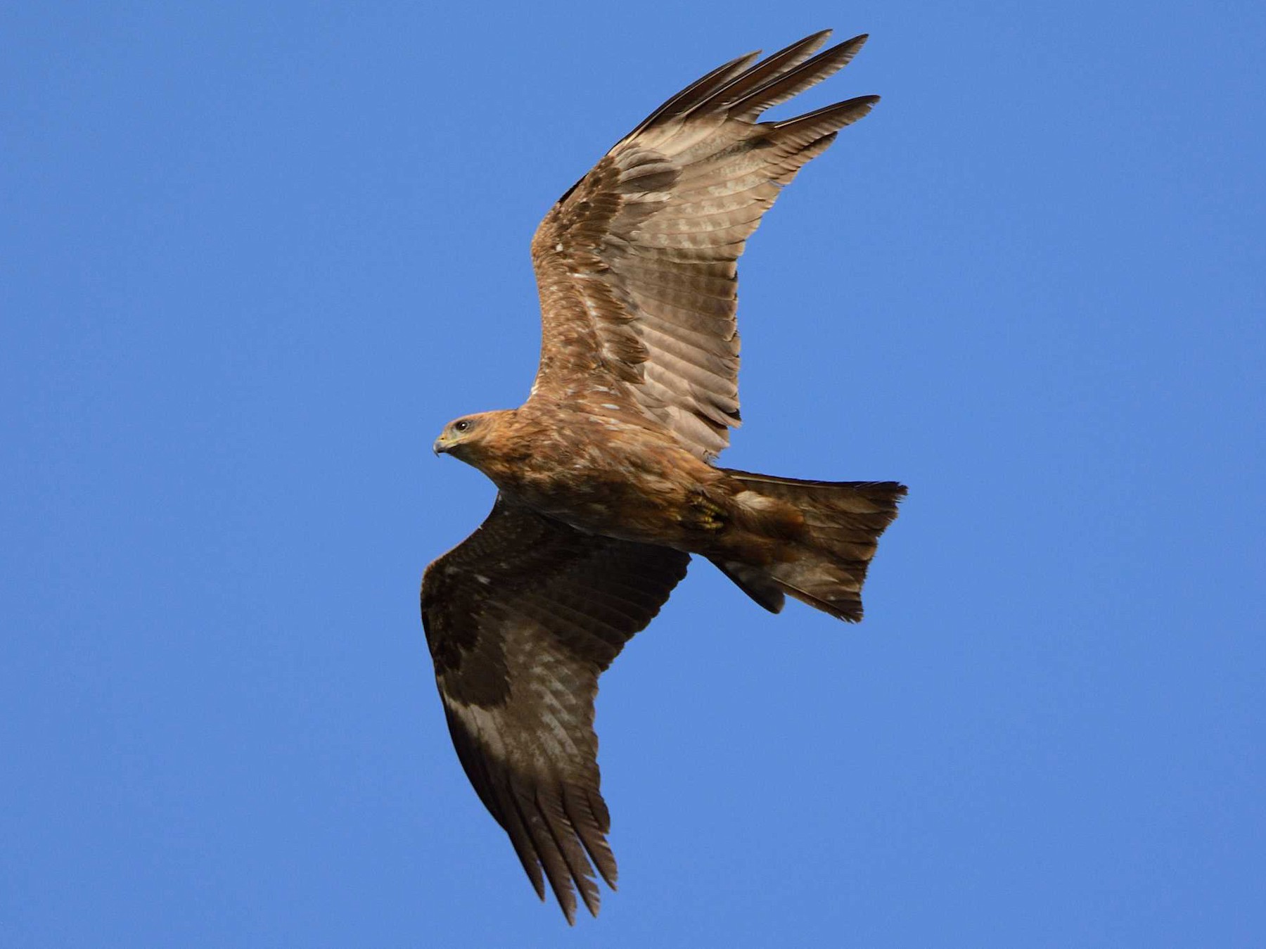 Black Kite - Eric francois Roualet