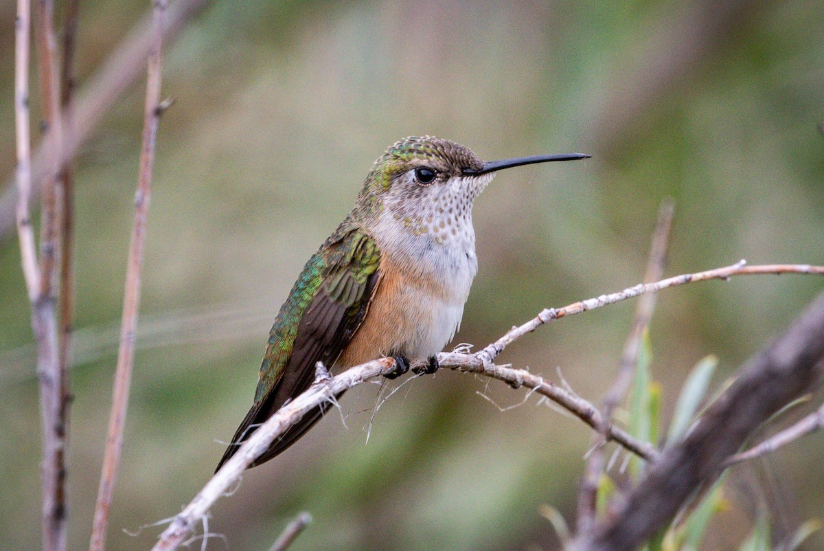 Broad-tailed Hummingbird - ML254931731