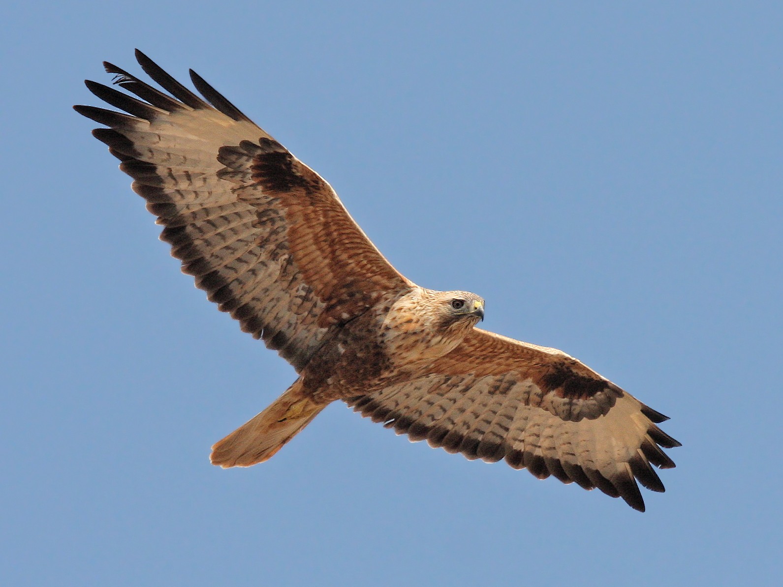 Long-legged Buzzard - Christoph Moning