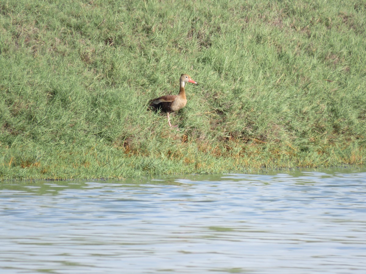 Black-bellied Whistling-Duck (autumnalis) - ML25493401