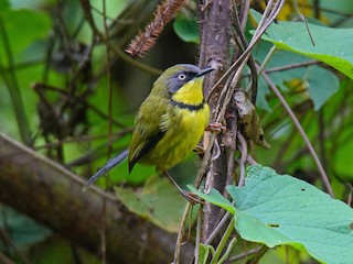  - Yellow-throated Apalis