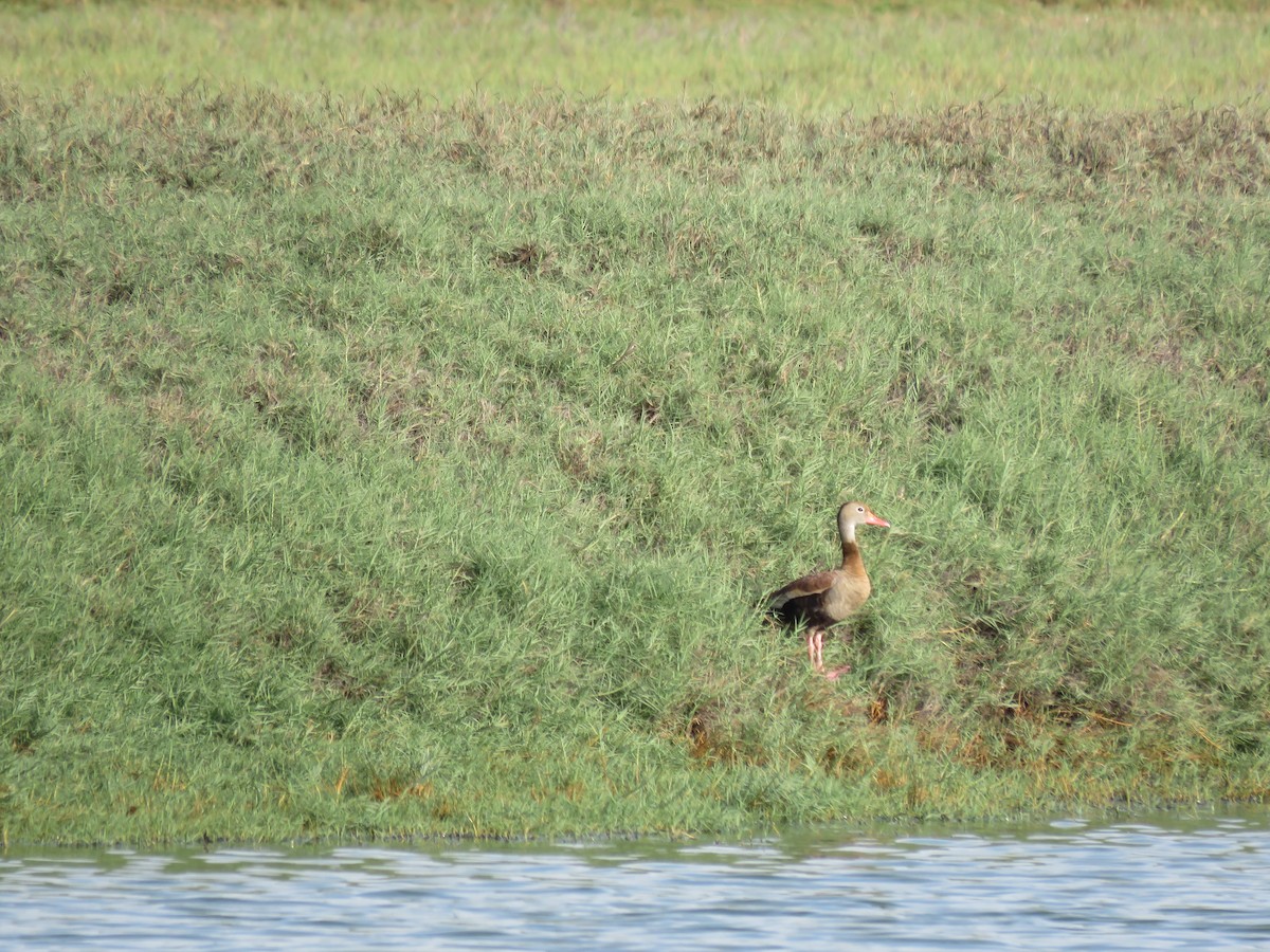 Black-bellied Whistling-Duck (autumnalis) - ML25493431