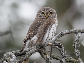  - Eurasian Pygmy-Owl