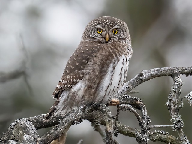 Adult - Eurasian Pygmy-Owl - 
