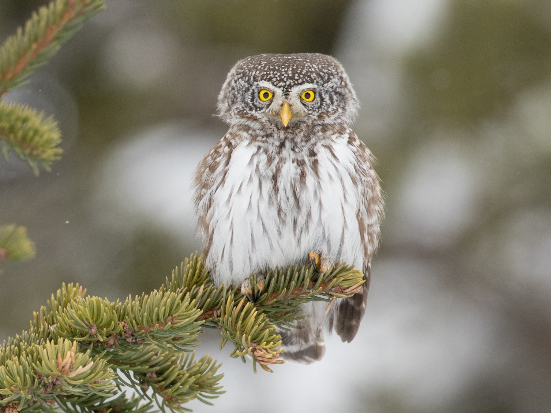 Eurasian Pygmy-Owl - Ian Davies