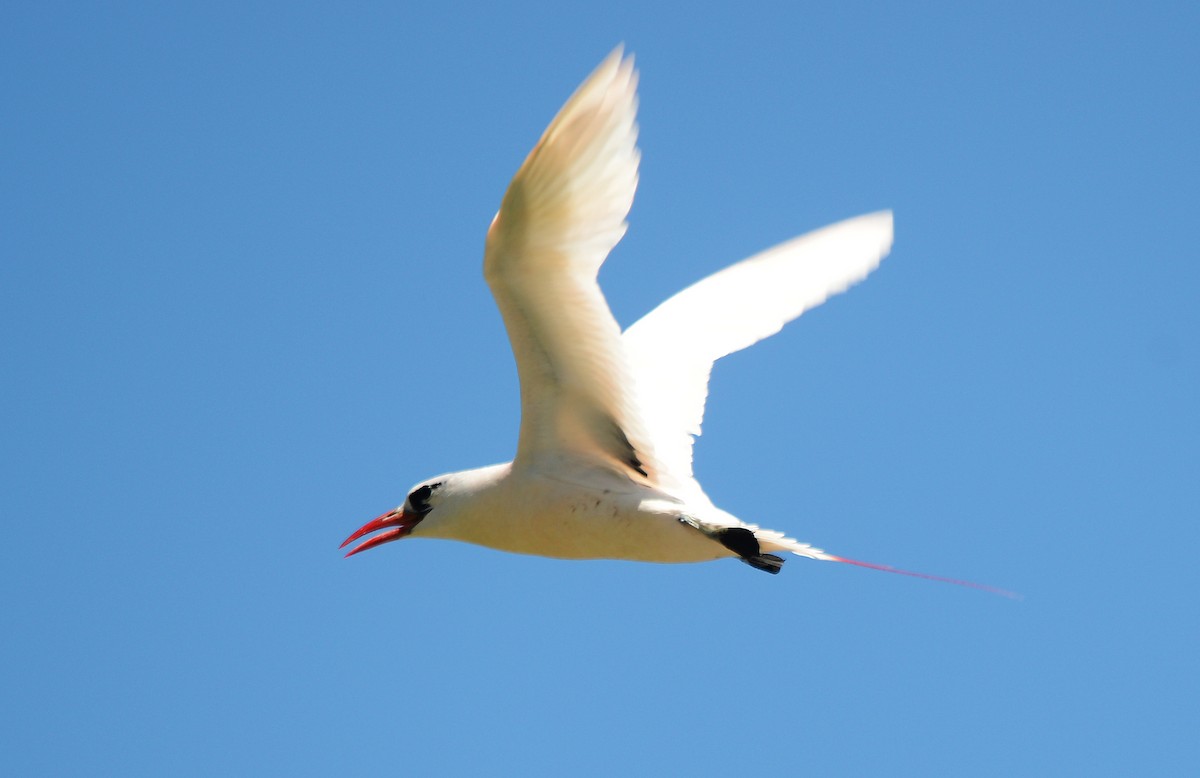 Red-tailed Tropicbird - ML25493651