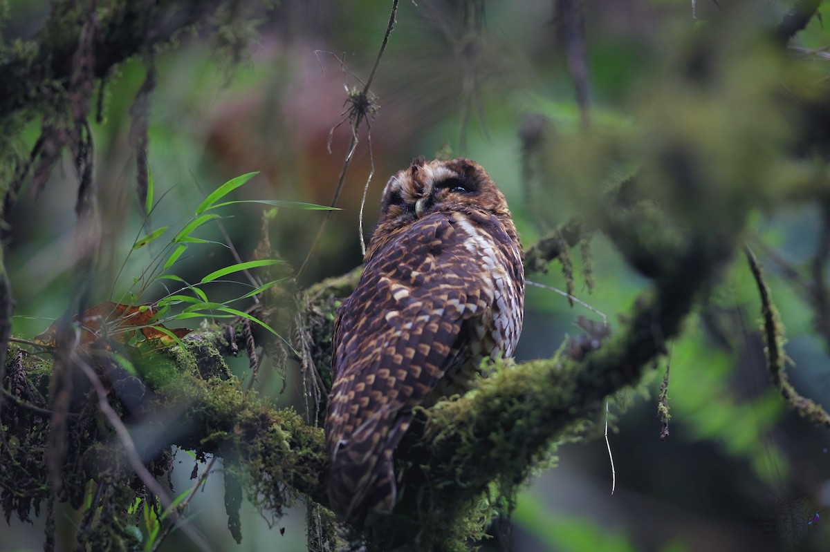 Rufous-banded Owl - ML254938761