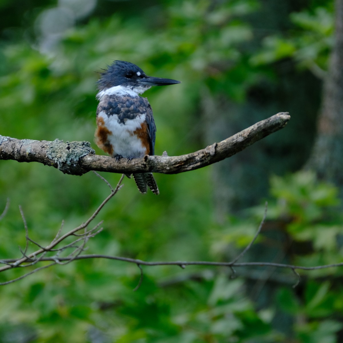 Belted Kingfisher - ML254939211