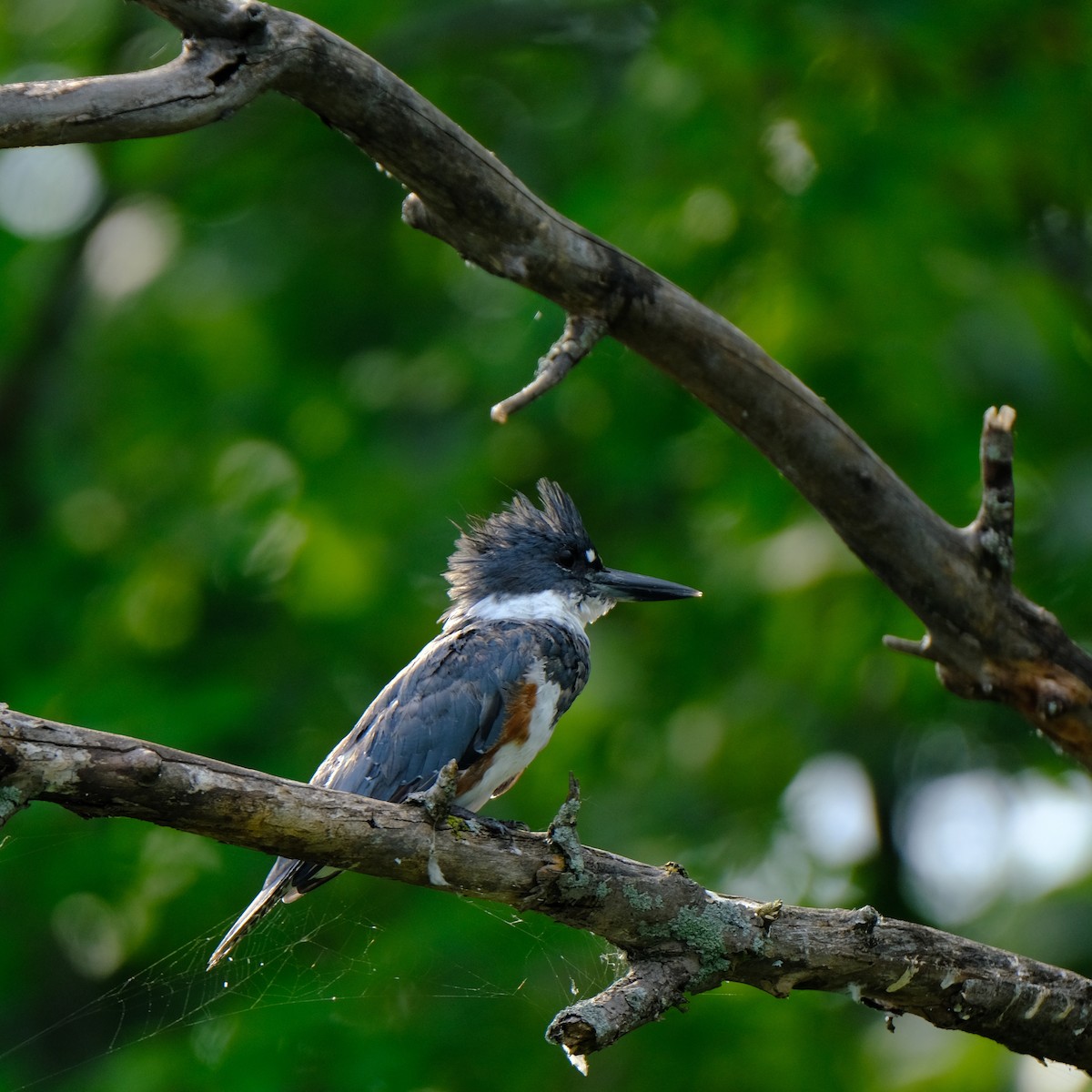 Belted Kingfisher - ML254939381