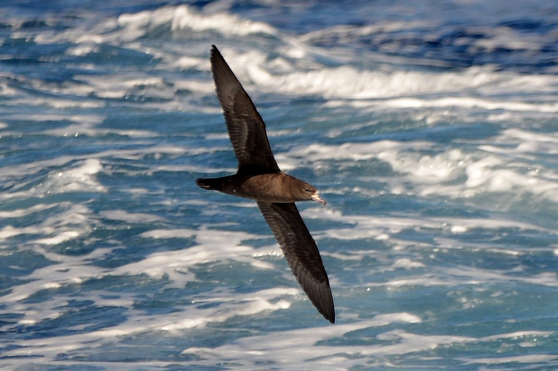 Flesh-footed Shearwater - ML25493981