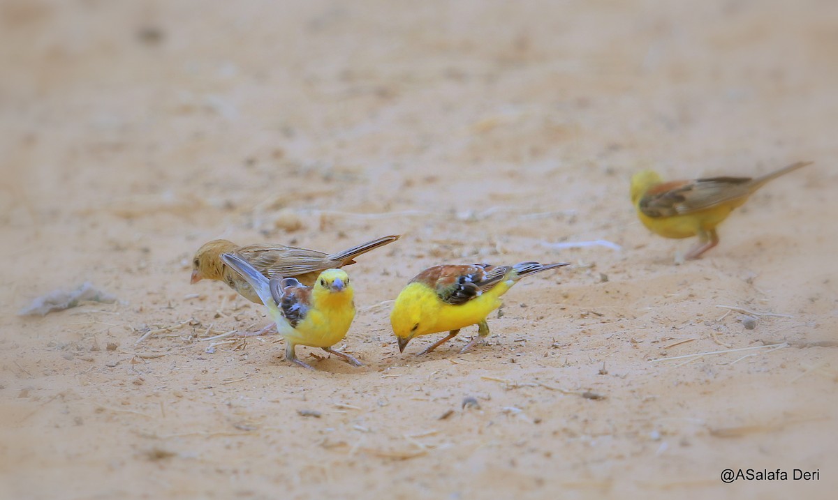 Sudan Golden Sparrow - Fanis Theofanopoulos (ASalafa Deri)