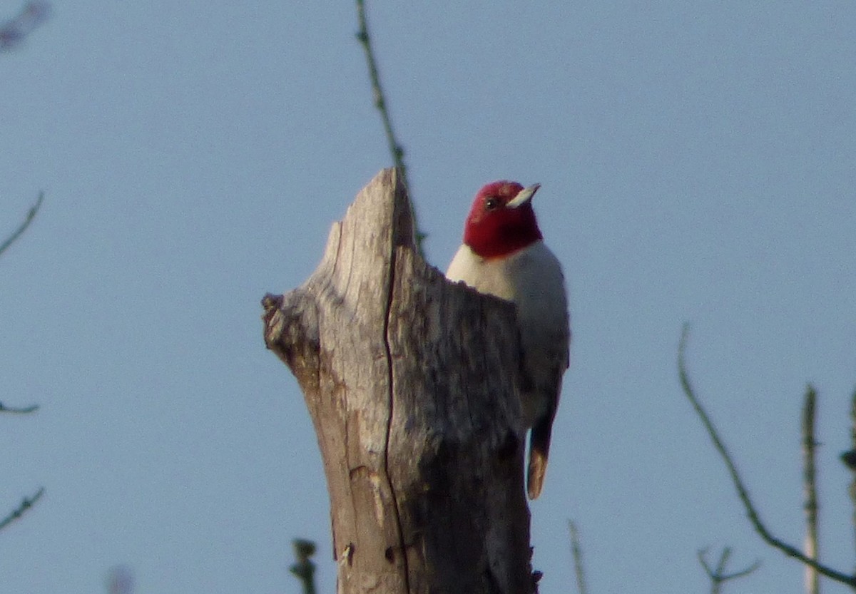 Red-headed Woodpecker - ML25494181
