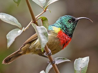  - Forest Double-collared Sunbird