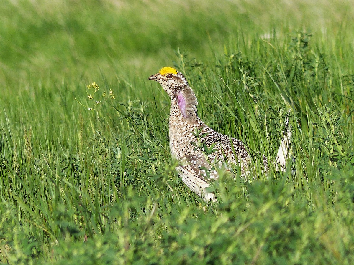 Sharp-tailed Grouse - Vincent  T Cottrell