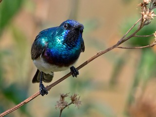  - Oustalet's Sunbird (Angola)