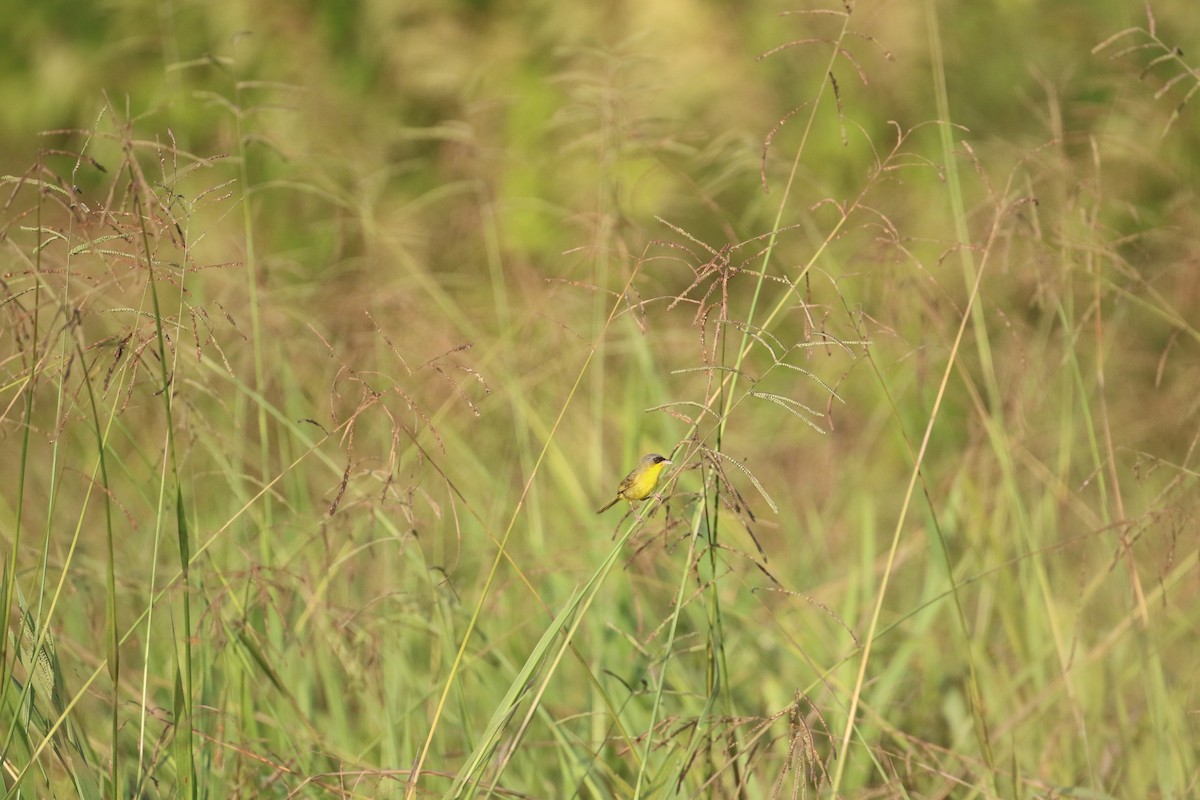 Gray-crowned Yellowthroat - John Deitsch