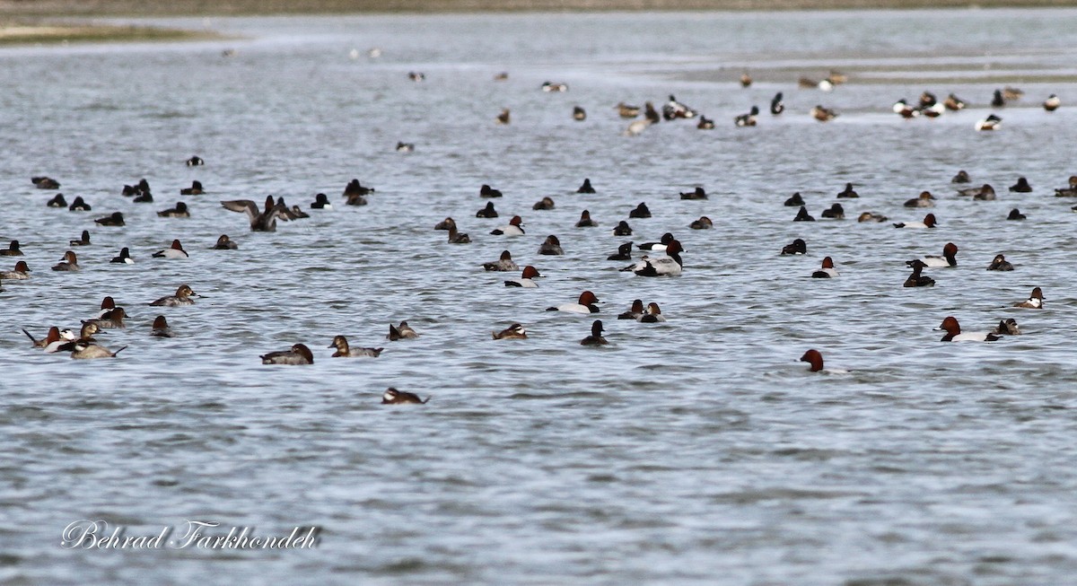 Tufted Duck - ML25494841