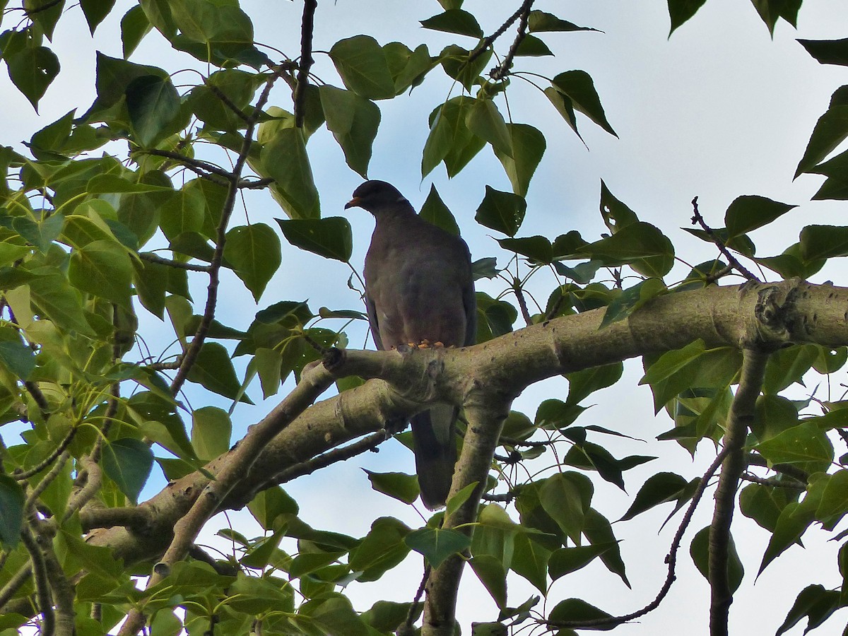 Band-tailed Pigeon (Northern) - ML254950861