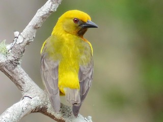  - Olive-headed Weaver