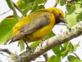  - Olive-headed Weaver