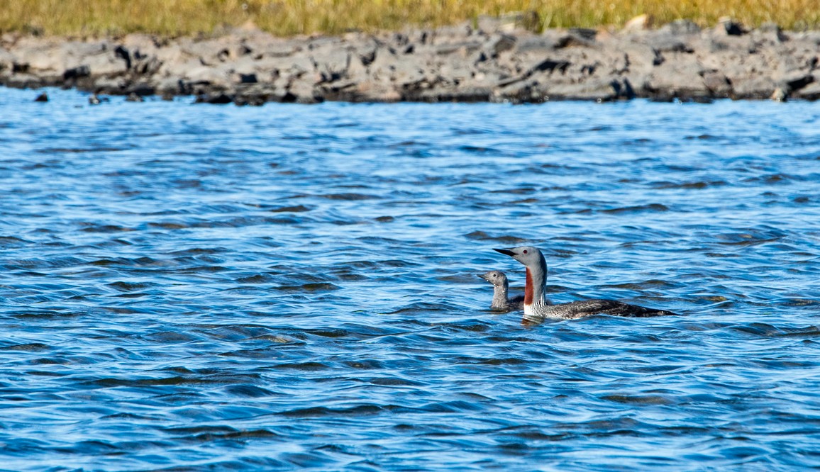 Red-throated Loon - ML254953331