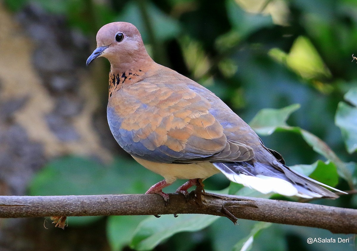 Laughing Dove - ML254953361