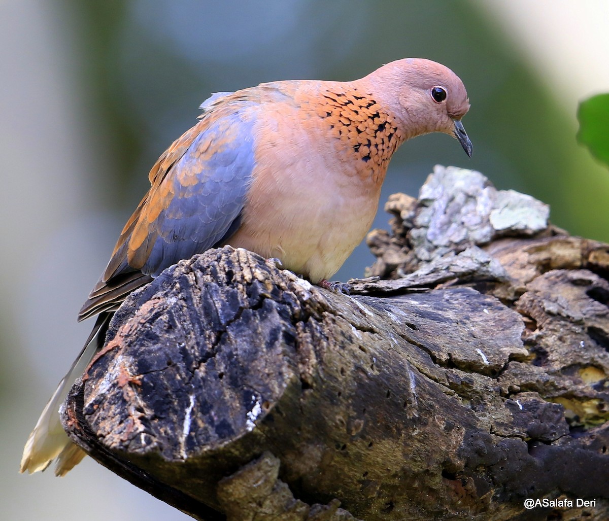 Laughing Dove - ML254953371