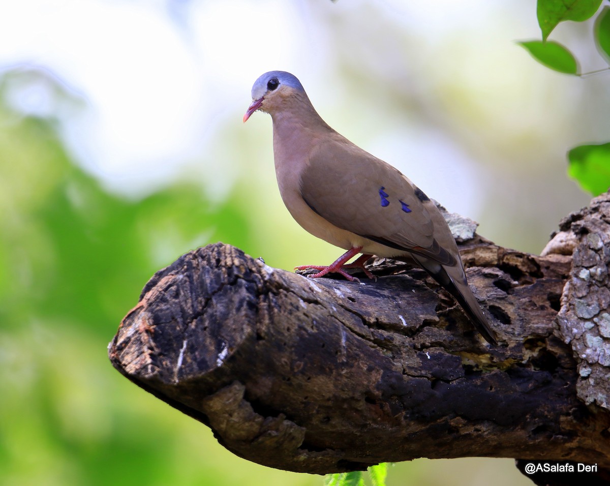 Blue-spotted Wood-Dove - ML254953491