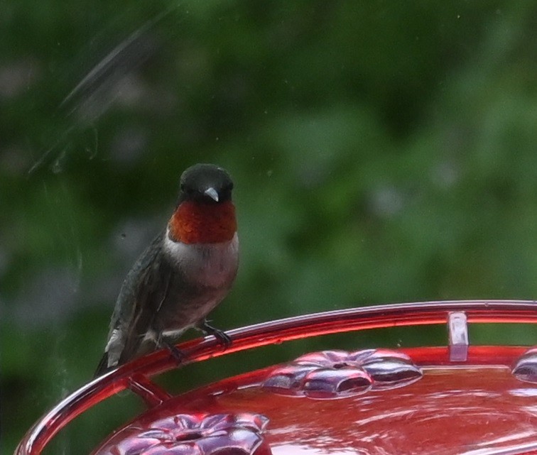 Ruby-throated Hummingbird - ML254954401