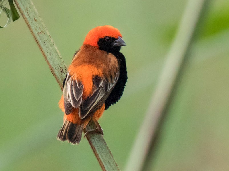 Zanzibar Red Bishop - Lars Petersson | My World of Bird Photography