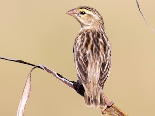雌鳥/非繁殖期雄鳥 - Raymond  Birkelund - ML254954541