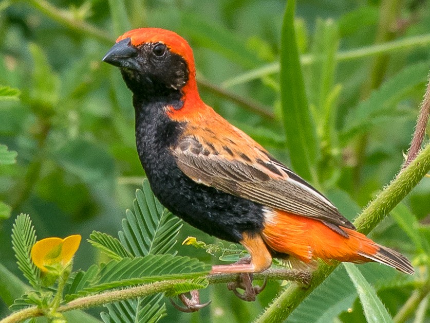 Zanzibar Red Bishop - Tor Egil Høgsås