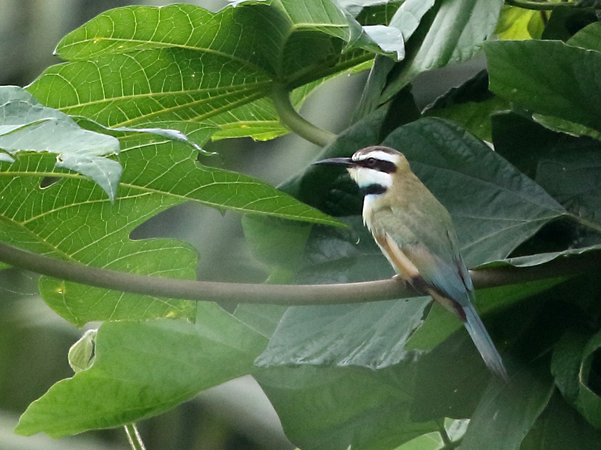 White-throated Bee-eater - ML254955131