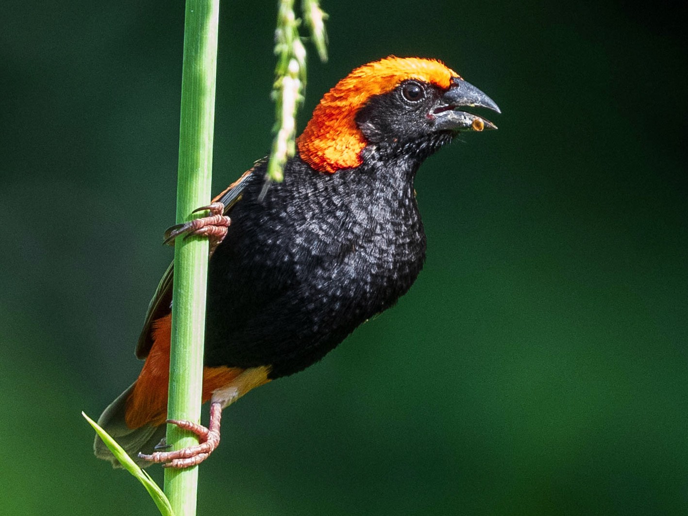 Zanzibar Red Bishop - Michael Ortner