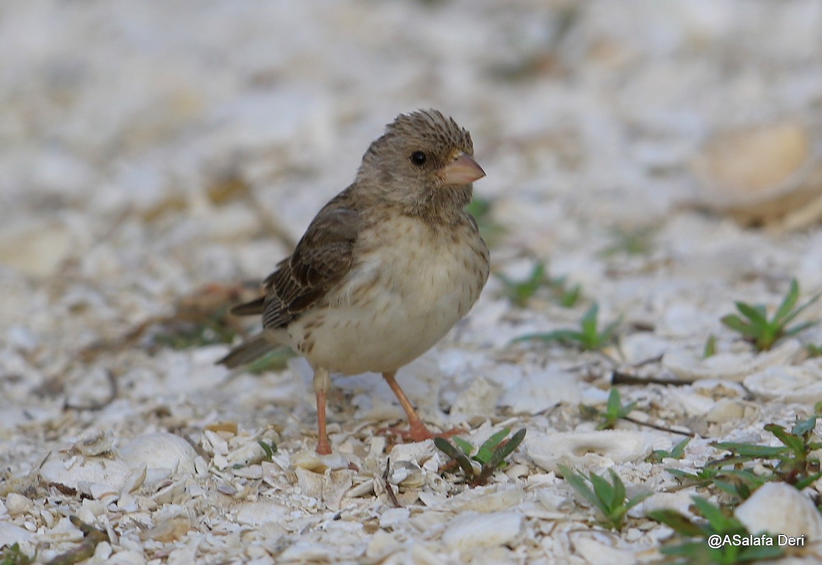 White-rumped Seedeater - ML254956441