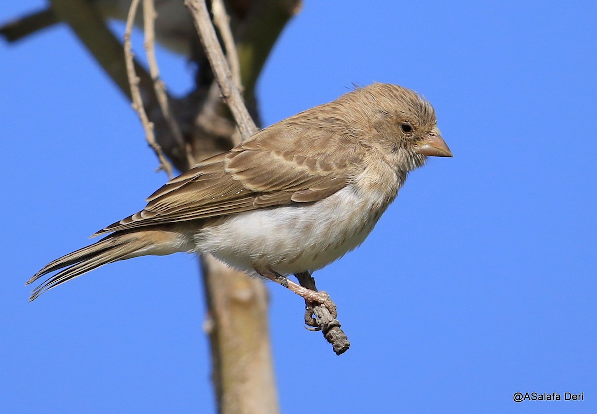 White-rumped Seedeater - ML254956881