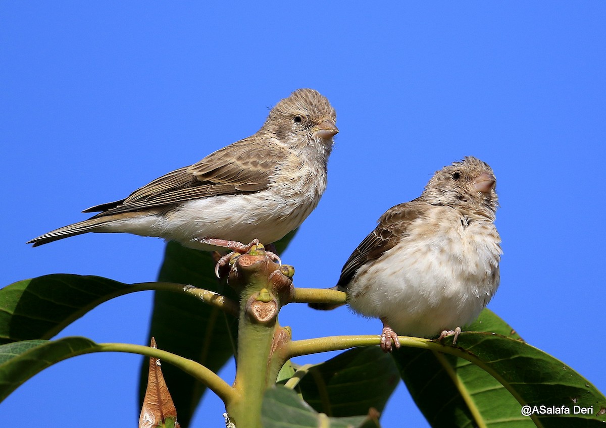 White-rumped Seedeater - ML254956901