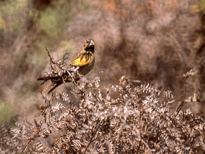 Buff-shouldered Widowbird - Andrew Dobson